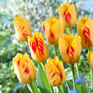Tulipe - Olympic Flame - Tulipa - Grandes fleurs durables, tiges robustes - 5 bulbes