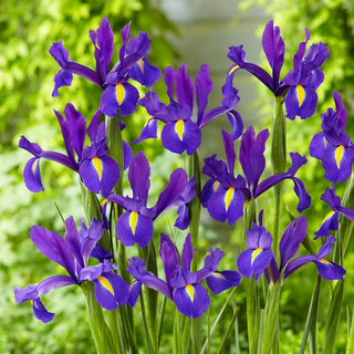 Iris de Hollande - Discovery Purple - Iris - Couleur exceptionnelle, charme durable - 10 bulbes