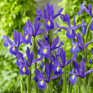 Iris de Hollande - Discovery - Iris - Élégance séduisante en deux couleurs - 10 bulbes
