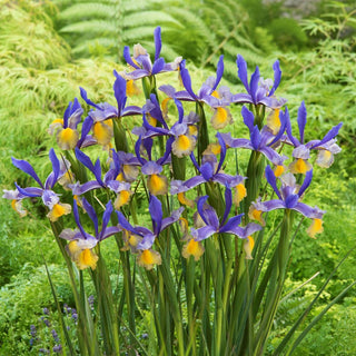 Iris de Hollande - Miss Saigon - Iris - Joyau violet et jaune du jardin - 10 bulbes