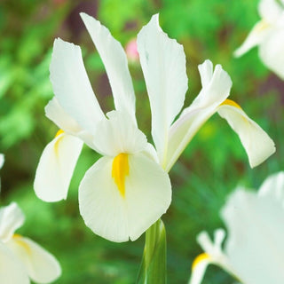 Iris de Hollande - White van Vliet - Iris - Idéal pour les jardins de rocaille - 10 bulbes