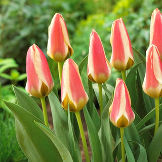 Tulipe - Tarafa - Tulipa - Fleurit longtemps avec des fleurs doubles - 5 bulbes
