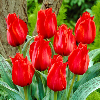 Tulipe - Julius Caesar - Tulipa - Succès éclatant des massifs au printemps - 5 bulbes