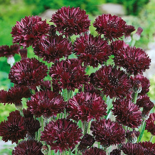 Centaurée bleuet Noir - Noir rare - Centaurea cyanus - Graines Premium