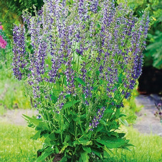 Sauge des Prés - Vivace et mellifère, ornement des prairies et massifs - Salvia pratensis