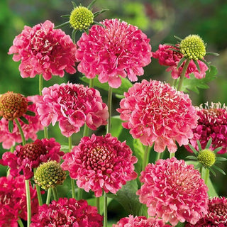 Scabieuse Pourpre - Rose - Accent romantique pour les massifs - Scabiosa atropurpurea - Graines Premium
