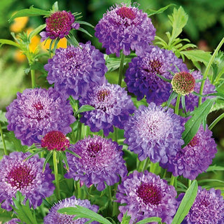 Scabieuse Pourpre - Violet - Attire le regard et les papillons - Scabiosa atropurpurea - Graines Premium