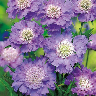 Scabieuse du Caucase - Bleu - Décoration du jardin et de la prairie fleurie - Scabiosa caucasica - Graines Premium
