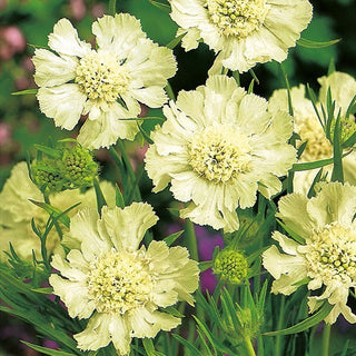 Scabieuse du Caucase - Blanc - Accent élégant parmi les vivaces - Scabiosa caucasica - Graines Premium