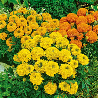 Rose d'Inde Nain - Cupido Mélange - Mélange coloré - succès de massif - Tagetes erecta
