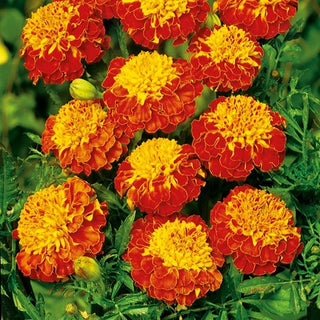 Œillet d'Inde - Panther - Accent coloré dans votre jardin - Tagetes patula