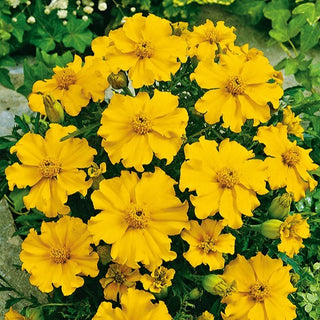 Œillet d'Inde - Silvia - Illumine toutes les compositions florales - Tagetes patula