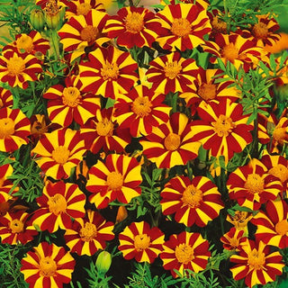 Œillet d'Inde - Court Jester - Floraison longue et abondante - Tagetes patula