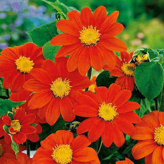 Tournesol du Mexique - Red Torch - Accent coloré attirant les insectes - Tithonia rotundifolia - Graines Premium