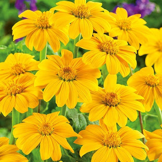 Tournesol du Mexique - Yellow Torch - Haute et majestueuse à touffes denses - Tithonia rotundifolia - Graines Premium