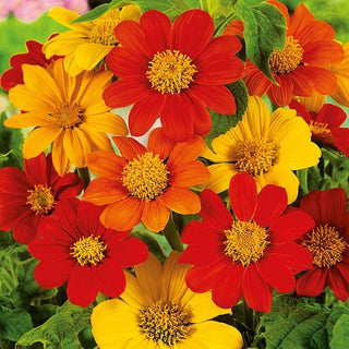 Tournesol du Mexique - Mélange - Colorée et à croissance rapide - Tithonia rotundifolia - Graines Premium