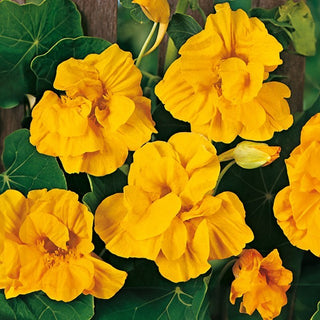 Capucine Grande - Golden Gleam - Floraison longue, idéale pour les paniers - Tropaeolum majus