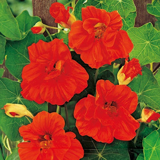 Capucine Grande - Scarlet Gleam - Fleurs doubles, grimpantes, éclatantes - Tropaeolum majus