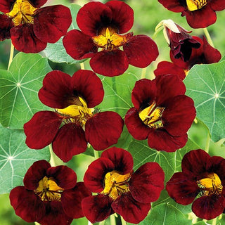 Capucine Naine - Black Velvet - Magnifique contraste entre les fleurs et le feuillage - Tropaeolum majus var. nanum