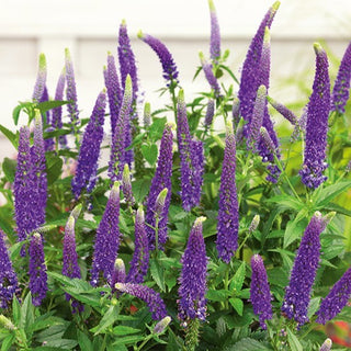 Véronique à Longues Feuilles - Bleu Lavande - Décoratives, longues inflorescences - Veronica longifolia - Graines Premium