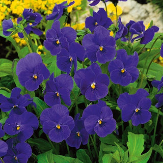 Violette Cornue - Admiration - Beauté exceptionnelle - Viola cornuta - Graines Premium