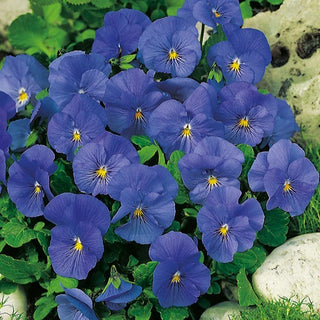 Violette Cornue - Blue Perfection - Tons apaisants au jardin - Viola cornuta - Graines Premium