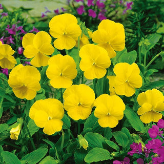 Violette Cornue - Yellow Perfection - Accent ensoleillé pour les massifs - Viola cornuta - Graines Premium