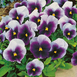 Pensée - Super Beaconsfield - Décoration universelle pour chaque balcon - Viola ×wittrockiana