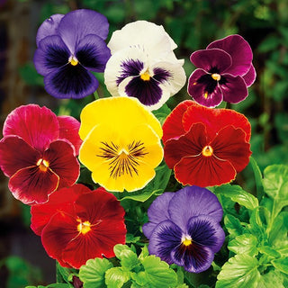 Pensée - Hiemalis - Floraison dès février - Pansy - Hiemalis