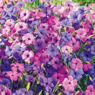 Silène rose-du-ciel - Facile à cultiver, très ornementale - Silene coeli-rosa - Graines Premium