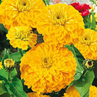 Zinnia à fleurs de Dahlia - Golden State - Fleurs doubles de couleur dorée - Zinnia elegans