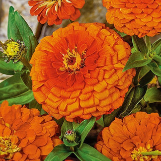 Zinnia à fleurs de Dahlia - Oriole - Tonalité orange-jaune joyeuse - Zinnia elegans
