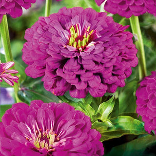 Zinnia à fleurs de Dahlia - Purple Prince - Accent marqué pour les bouquets - Zinnia elegans