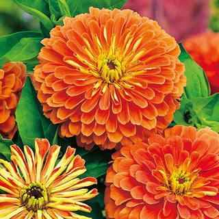 Zinnia à fleurs de Dahlia - Salmon Queen - Délicat, teinte pastel des fleurs - Zinnia elegans