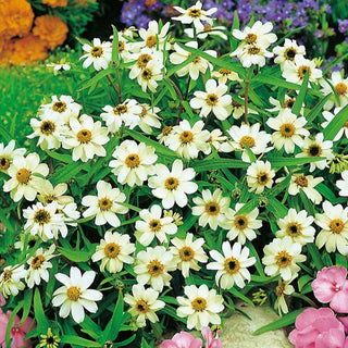 Zinnia d'Haage - Blanc - Blanc pur floraison délicate - Zinnia angustifolia