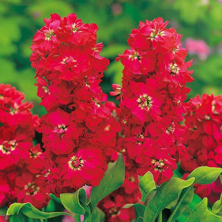 Giroflée - American Beauty - Couleur époustouflante et parfum envoûtant - Matthiola incana