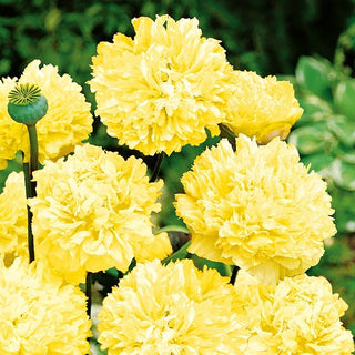 Pavot à Fleur de Pivoine - Jaune - Décoration dorée pour massifs - Papaver paeoniflorum