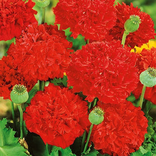 Pavot à Fleur de Pivoine - Écarlate - Pétales rouges, doubles et pleins - Papaver paeoniflorum