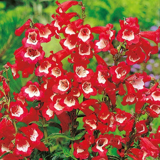 Penstemon de Hartweg - Écarlate avec Blanc - Charme unique, touffes compactes - Penstemon hartwegii