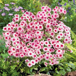 Phlox de Drummond - Brilliant - Beau contraste dans les massifs - Phlox drummondii - Graines Premium