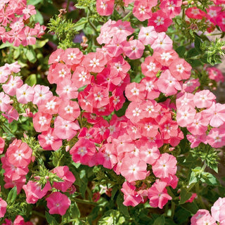 Phlox de Drummond - Leopoldii - Saumon avec œil blanc - Phlox drummondii