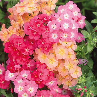 Phlox de Drummond - Cecily - Pastel Mélange - Charme pastel du jardin d’été - Phlox drummondii - Graines Premium
