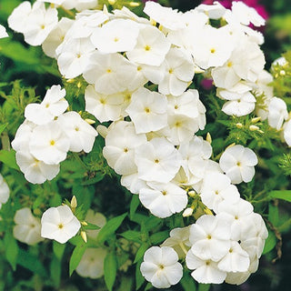 Phlox de Drummond - Blanc - Fleurit tout l’été jusqu’à l’automne - Phlox drummondii - Graines Premium