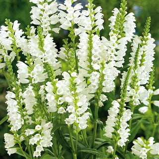 Physostégie de Virginie - Blanc - Subtilité et charme des jardins naturels - Physostegia virginiana - Graines Premium