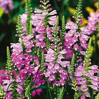 Physostégie de Virginie - Rose - Élégante composition vivace - Physostegia virginiana - Graines Premium