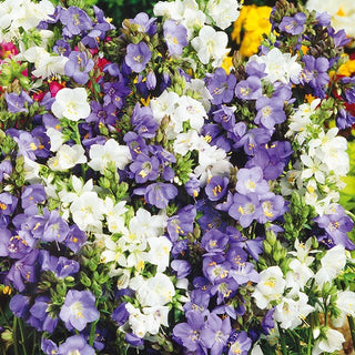 Polémoine bleue - Mélange - Vivaces, délicates fleurs campanulées - Polemonium caeruleum - Graines Premium
