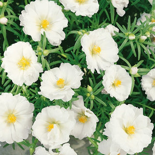 Pourpier à fleurs doubles - Blanc - Fleurs doubles parfaites pour rocailles - Portulaca grandiflora - Graines Premium