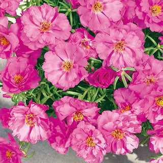 Pourpier à fleurs doubles - Rose - Plante couvre-sol spectaculaire pour massif - Portulaca grandiflora - Graines Premium