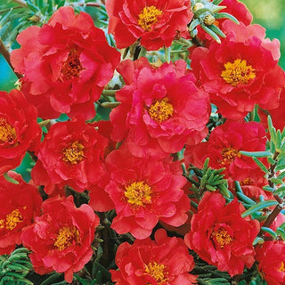 Pourpier à fleurs doubles - Rouge - Décorative, floraison longue et abondante - Portulaca grandiflora - Graines Premium