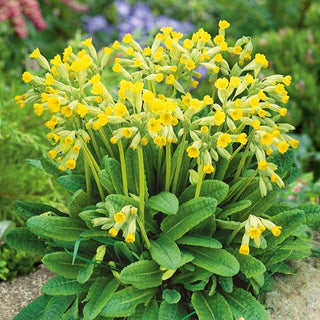 Primevère officinale - Charmant, délicat, grâce naturelle - Primula veris